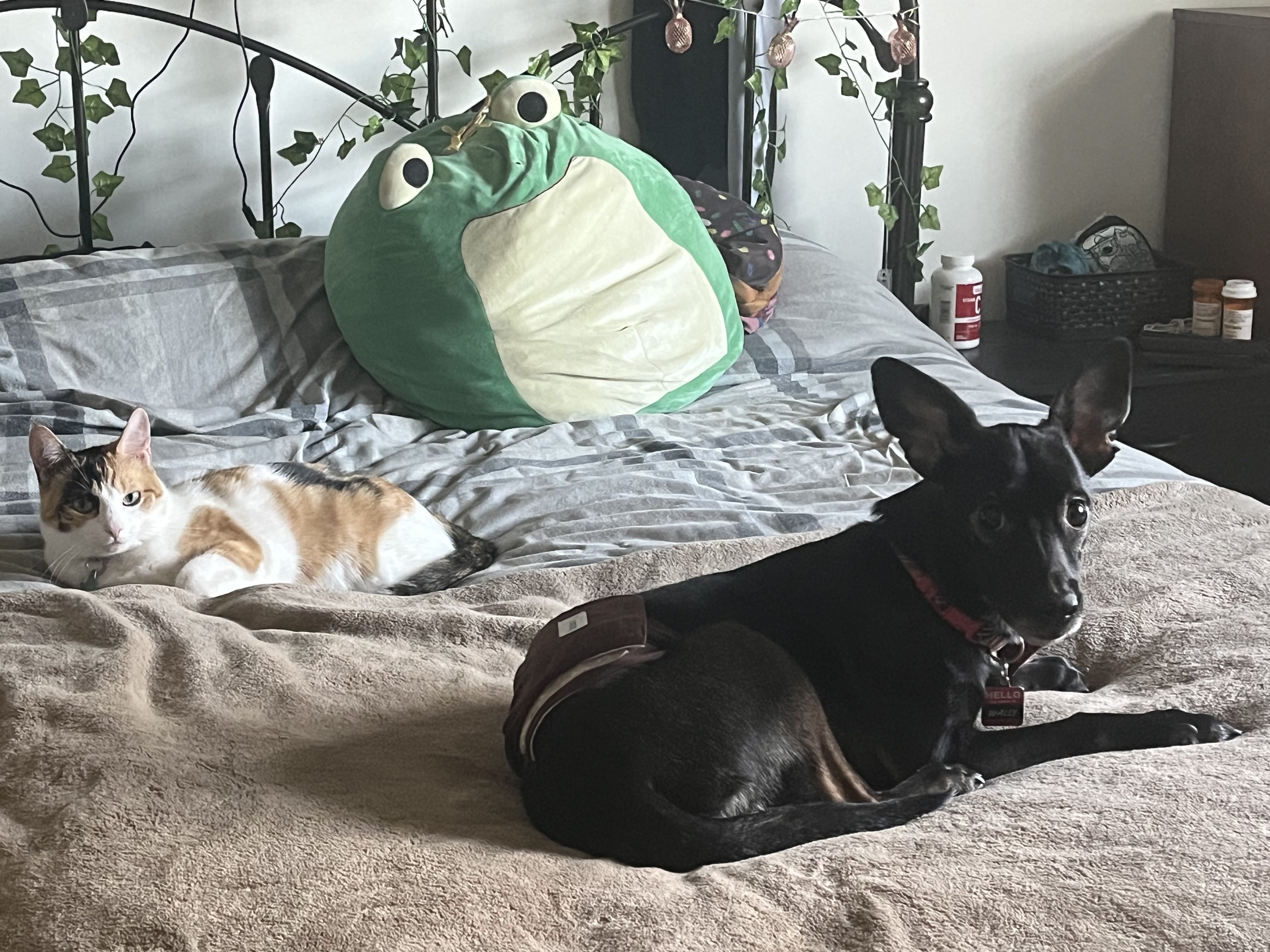 My Pets